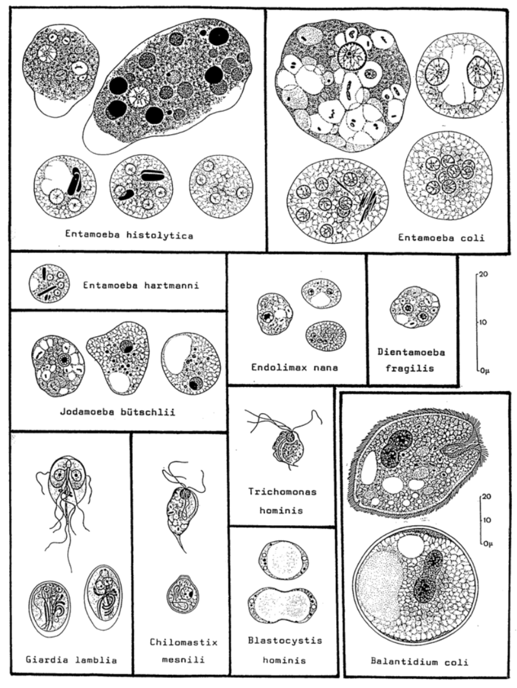 Amoebae and flagellates | Parasite Diagnosis