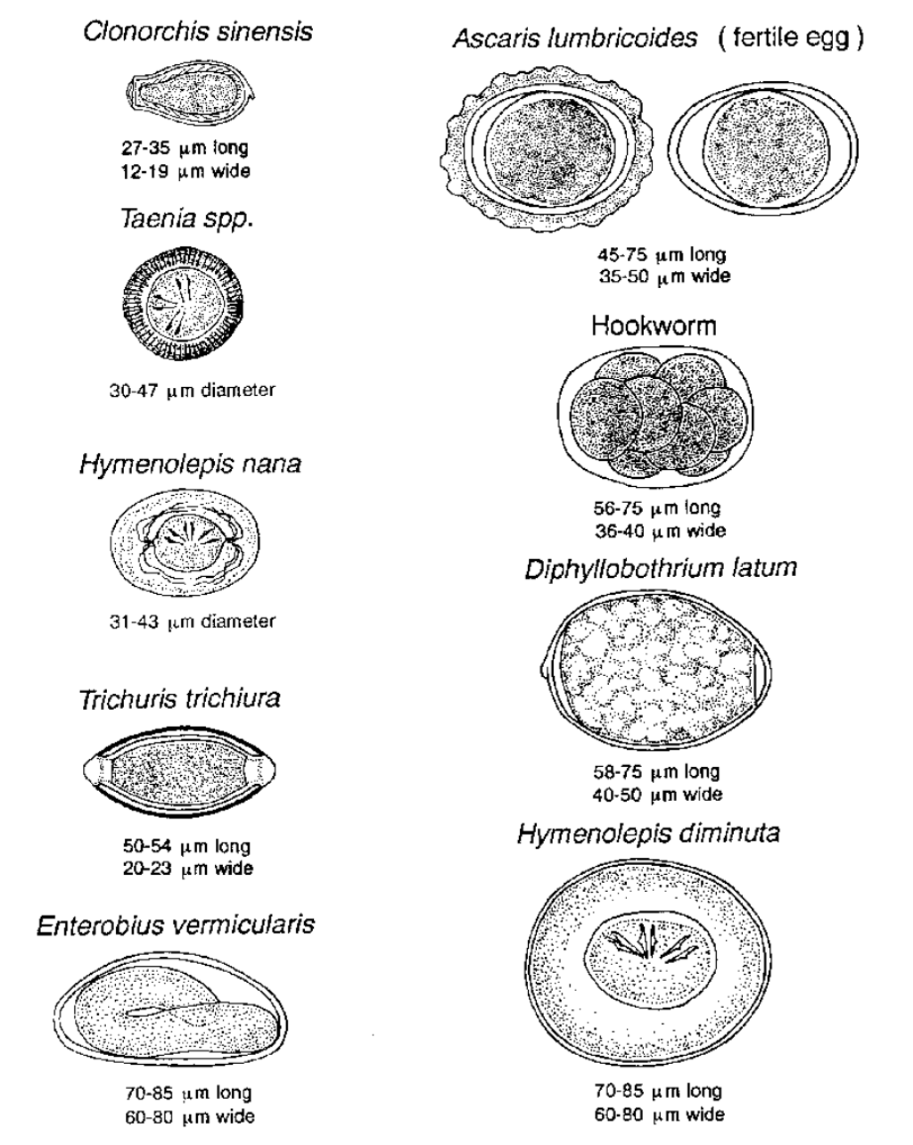 Helminth eggs (small and medium size) | Parasite Diagnosis