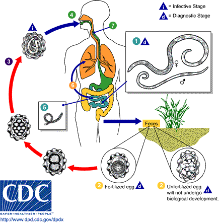 Infections occur after per oral uptake of embryonated eggs with faecally contaminated uncooked food or soil. Eggs are only infective when they contain a second-stage larva. Therefore no direct person-to-person transmission is possible. This development outside the host takes 2 to 3 weeks and the eggs remain infective for years under optimal conditions. After ingestion of embryonated eggs, larvae hatch in the duodenum and penetrate the mucosa. Via lymphatics and blood, after 2 weeks they reach the lung where they moult and invade alveoli. Larvae ascend the trachea and are swallowed. Adult worms are found in the jejunum approx. 2 months post-infection. Female worms (20 to 40 cm long) produce an average of 200,000 eggs per day!