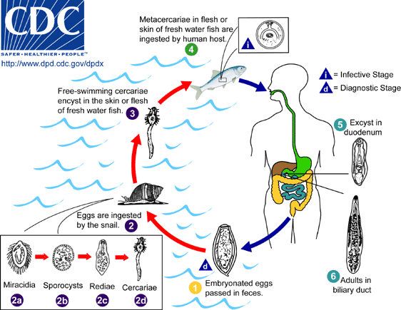 The fully developed eggs are passed with the faeces. For further development of the miracidium, eggs have to be eaten by the first intermediate host, a water snail. In the first intermediate host, thousands of cercariae are produced which have to find the secondary intermediate host where they encyst in the superficial tissue and become metacercariae. Fish-eating animals and humans become infected by eating raw fish. The prepatent period â from infection until first eggs are found in the faeces â is about a month. To complete this, life cycles within three hosts needs at least 3 months.